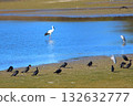 冬季池塘上的鸛和水禽 132632777