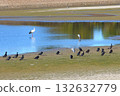 冬季池塘上的鸛和水禽 132632779