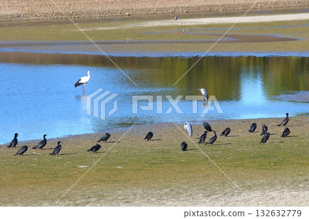 Storks and waterfowl on a pond in winter Storks and waterfowl on a pond in winter 132632779