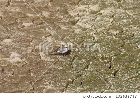龜裂的地面和一隻小鳥 132632788