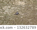 龜裂的地面和一隻小鳥 132632789