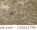 龜裂的地面和一隻小鳥 132632790