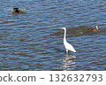 湖面上的大白鷺鷥和野鴨 132632793