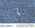 湖面上的蒼鷺 132632794