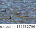 一群鸕鶿在冬季的池塘游泳 132632796