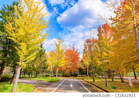 Autumn Michinoku Lakeside Park: Autumn leaves, kochia and old houses Autumn Michinoku Lakeside Park: Autumn leaves, kochia and old houses 132632921