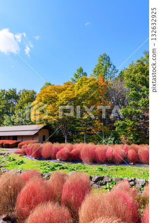 Autumn Michinoku Lakeside Park: Autumn leaves, kochia and old houses 132632925