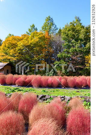 秋天的米奇諾庫湖濱公園:秋葉、掃把草和老房子 秋天的米奇諾庫湖濱公園:秋葉、掃把草和老房子 132632926