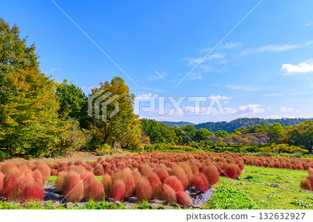 Autumn Michinoku Lakeside Park: Autumn leaves, kochia and old houses Autumn Michinoku Lakeside Park: Autumn leaves, kochia and old houses 132632927