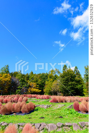 秋天的米奇諾庫湖濱公園:秋葉、掃把草和老房子 秋天的米奇諾庫湖濱公園:秋葉、掃把草和老房子 132632929