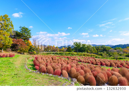 秋天的米奇諾庫湖濱公園:秋葉、掃把草和老房子 秋天的米奇諾庫湖濱公園:秋葉、掃把草和老房子 132632930