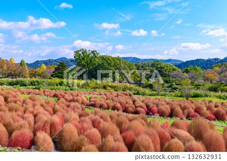 Autumn Michinoku Lakeside Park: Autumn leaves, kochia and old houses 132632931
