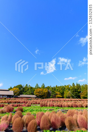 Autumn Michinoku Lakeside Park: Autumn leaves, kochia and old houses Autumn Michinoku Lakeside Park: Autumn leaves, kochia and old houses 132632935