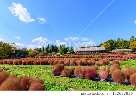 秋天的米奇諾庫湖濱公園：秋葉、掃把草和老房子 132632936