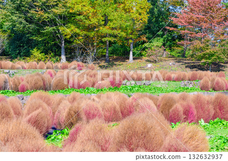 秋天的米奇諾庫湖濱公園:秋葉、掃把草和老房子 秋天的米奇諾庫湖濱公園:秋葉、掃把草和老房子 132632937