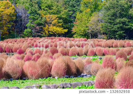 秋天的米奇諾庫湖濱公園：秋葉、掃把草和老房子 132632938