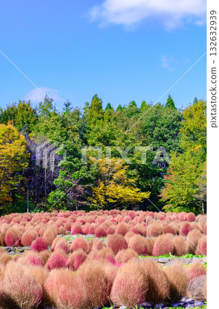 秋天的米奇諾庫湖濱公園：秋葉、掃把草和老房子 132632939