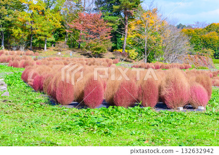 秋天的米奇諾庫湖濱公園：秋葉、掃把草和老房子 132632942