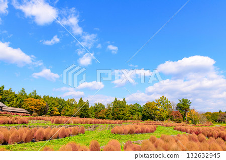 秋天的米奇諾庫湖濱公園:秋葉、掃把草和老房子 秋天的米奇諾庫湖濱公園:秋葉、掃把草和老房子 132632945