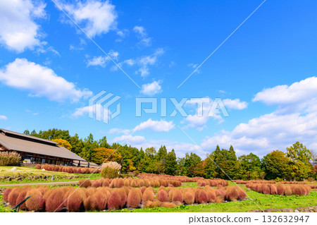 秋天的米奇諾庫湖濱公園:秋葉、掃把草和老房子 秋天的米奇諾庫湖濱公園:秋葉、掃把草和老房子 132632947