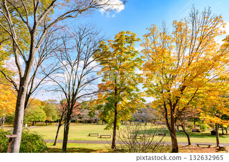 秋天的米奇諾庫湖濱公園:秋葉、掃把草和老房子 秋天的米奇諾庫湖濱公園:秋葉、掃把草和老房子 132632965