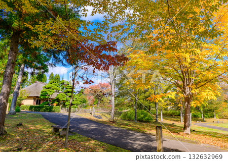 Autumn Michinoku Lakeside Park: Autumn leaves, kochia and old houses Autumn Michinoku Lakeside Park: Autumn leaves, kochia and old houses 132632969