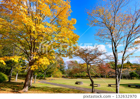 Autumn Michinoku Lakeside Park: Autumn leaves, kochia and old houses 132632970