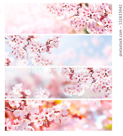 Set of horizontal banner with sakura flowers of pink colors. Collection of beautiful nature spring background with a branch of blooming sakura. Hanami time in Japan. Copy space for text 132633042