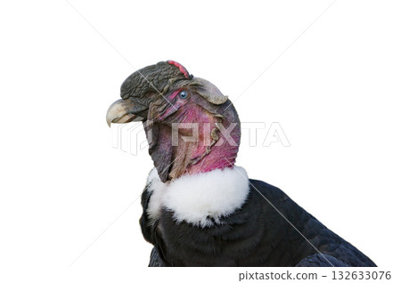 Andean condor isolated on white background Andean condor isolated on white background 132633076