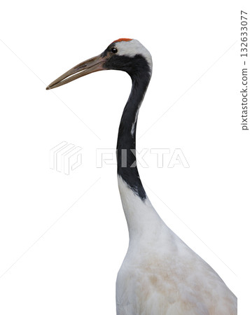 portrait Japanese crane isolated on white background portrait Japanese crane isolated on white background 132633077
