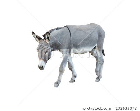 Walking donkey isolated on white background Walking donkey isolated on white background 132633078