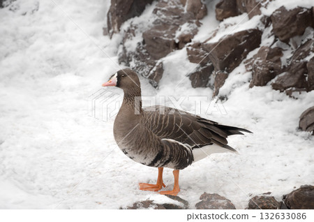 Wild Grey Goose standing on snow near rocks 132633086