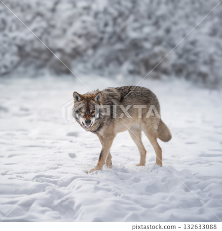 Gray Wolf growling on white snow Gray Wolf growling on white snow 132633088