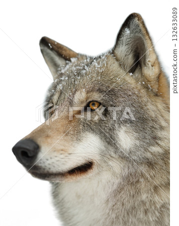 Gray wolf portrait isolated on white background Gray wolf portrait isolated on white background 132633089