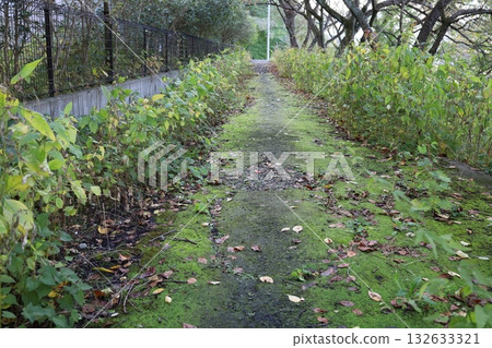 綠色的小徑，長滿苔蘚和雜草的小徑 132633321