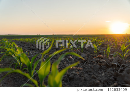 Corn plants reach for the sky as the sun rises over the horizon, signaling the start of a new growing season in the field Corn plants reach for the sky as the sun rises over the horizon, signaling the start of a new growing season in the field 132633409