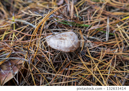 A small mushroom is nestled among fallen pine needles in a forest during the autumn season, reflecting nature's beauty A small mushroom is nestled among fallen pine needles in a forest during the autumn season, reflecting nature's beauty 132633414