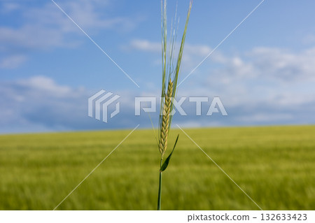 A single green wheat stalk rises toward the clear blue sky, with a lush field surrounding it under soft clouds, showcasing nature's beauty A single green wheat stalk rises toward the clear blue sky, with a lush field surrounding it under soft clouds, showcasing nature's beauty 132633423