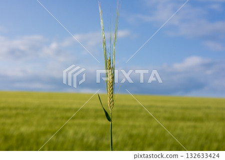 A single wheat stalk rises prominently against a backdrop of lush green fields and a bright blue sky, capturing the beauty of nature 132633424