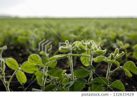 Young soybean plants spread across a wide field, soaking up sunlight as they grow in the fertile soil, showcasing new life and agriculture Young soybean plants spread across a wide field, soaking up sunlight as they grow in the fertile soil, showcasing new life and agriculture 132633429