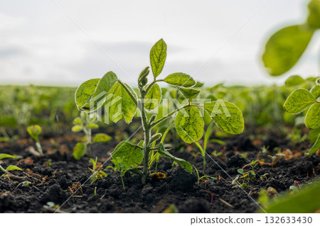 Healthy soybean plants thrive in the rich soil, reaching for the sun in a vibrant farming field during harvest time 132633430