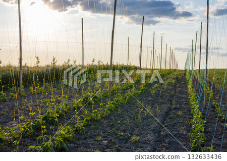 Vineyard rows stretch across a field as the sun sets, highlighting the growth of plants and the beauty of rural farming 132633436