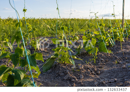 Young green bean plants are thriving in rich soil under a bright sky during the afternoon, showing healthy growth and vibrant leaves 132633437