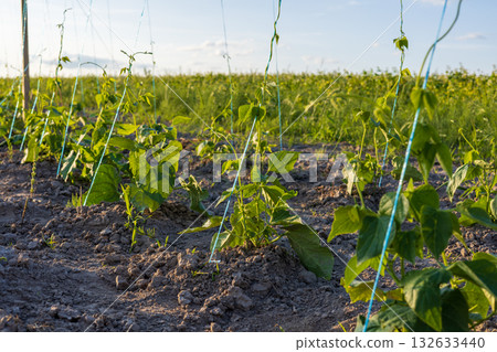 Bean plants are growing under blue skies, supported by strings in a sunny field during early summer evening 132633440