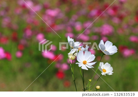 Cosmos swaying in the wind 132633519