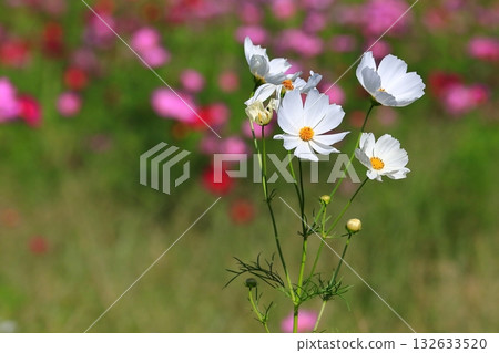 Cosmos swaying in the wind 132633520