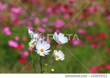 宇宙在風中搖曳 宇宙在風中搖曳 132633521