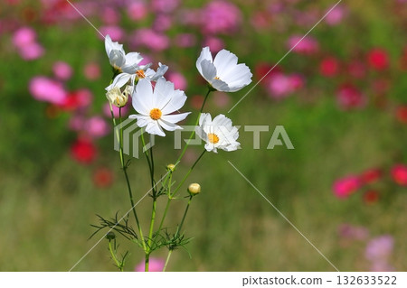 宇宙在風中搖曳 132633522