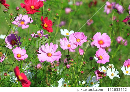 宇宙在風中搖曳 132633532