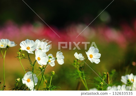 Cosmos swaying in the wind 132633535